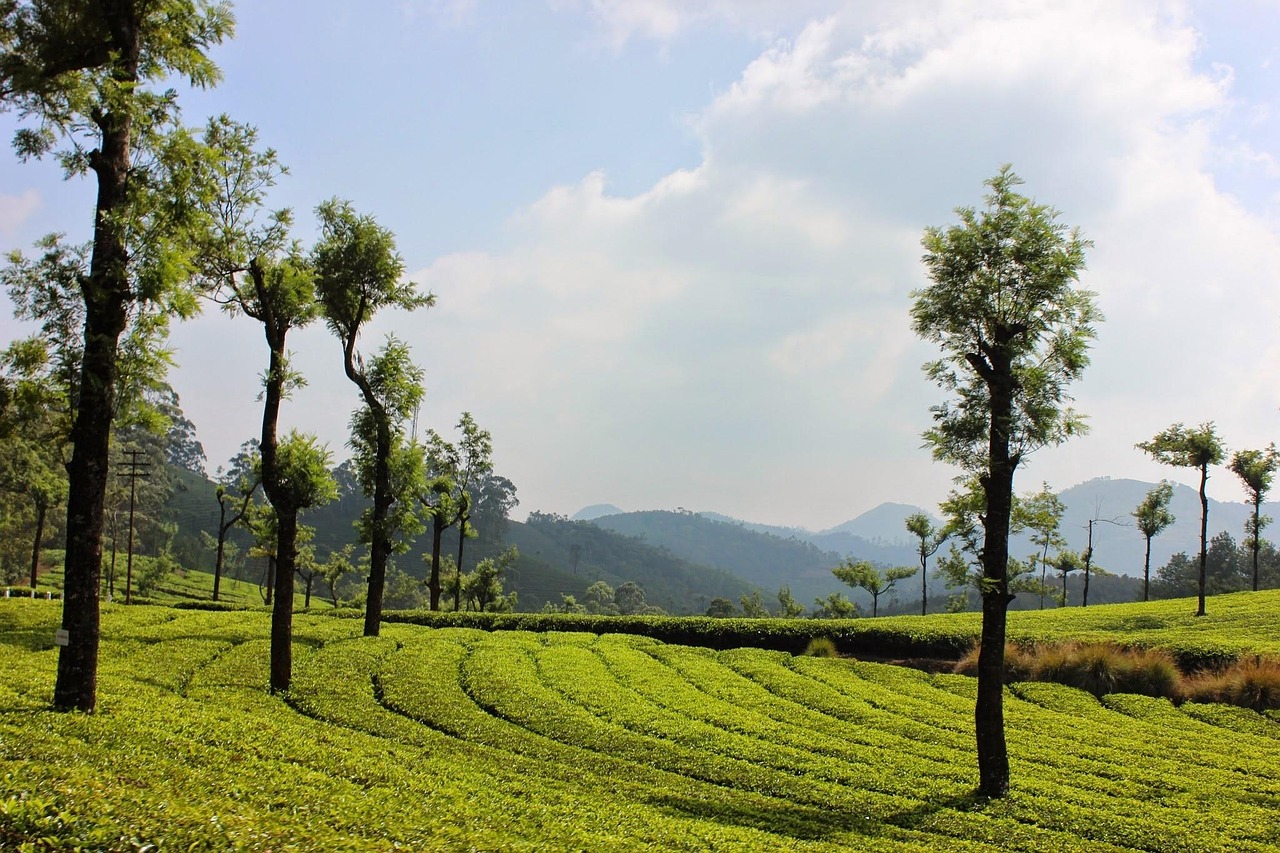 landscape, nature, tree, agriculture, field, kerala, india, terrace garden, tea plantation, south india, munnar, kerala, kerala, kerala, kerala, kerala, munnar, munnar, munnar, munnar