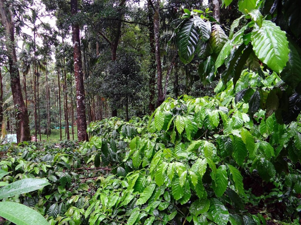 coffee plantation, coffea robusta, madikeri, coorg, india, plant, botanical, organic, botany, herb, agriculture, outdoors, horticulture, vegetation, foliage, green, landscape, wilderness, scenery, natural, wild, outdoor, environment, scenic, land, nature, tranquil, green coffee, coffee plantation, coorg, coorg, coorg, coorg, coorg
