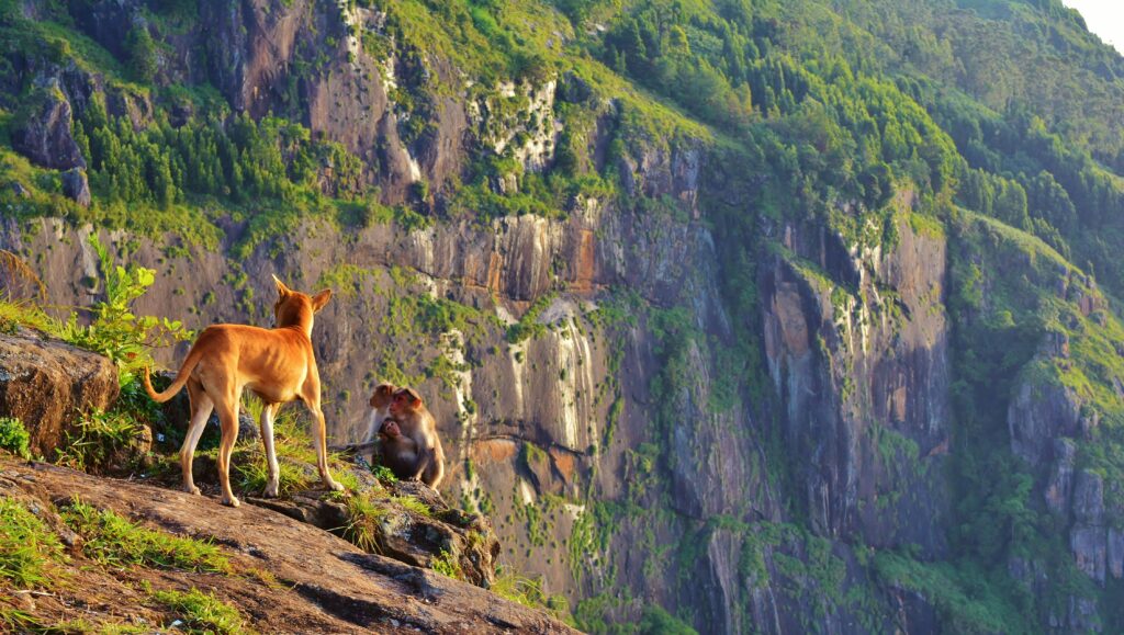 A dog and monkeys atop a scenic cliff in Kodaikanal, India, showcasing natural harmony.