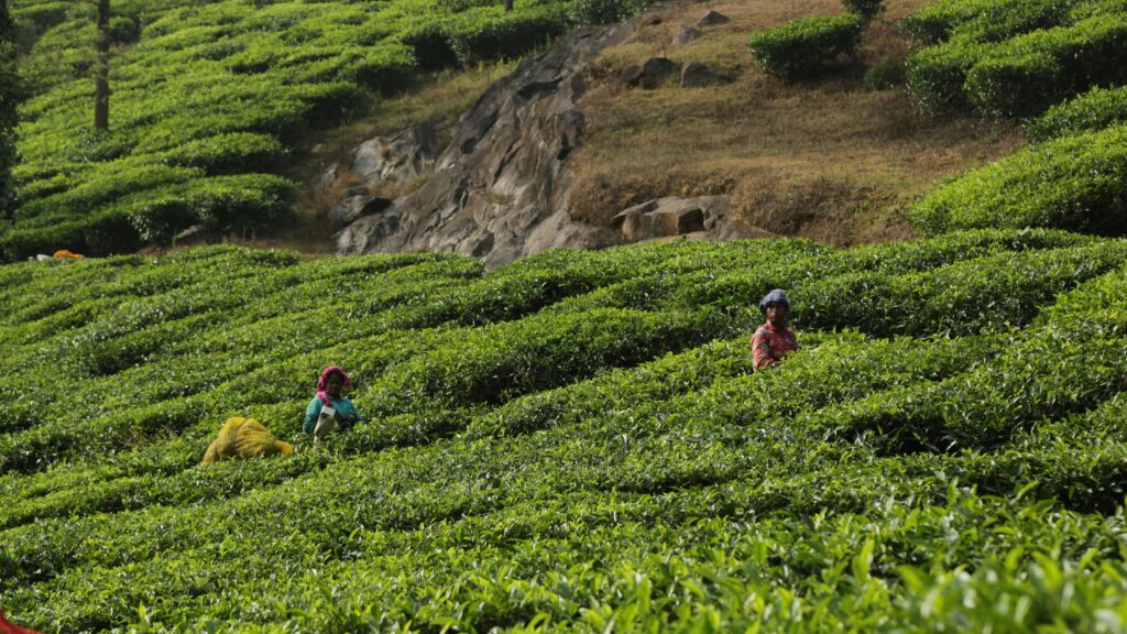 Two farmers collect tea leaves in the scenic slopes of Wayanad, India.