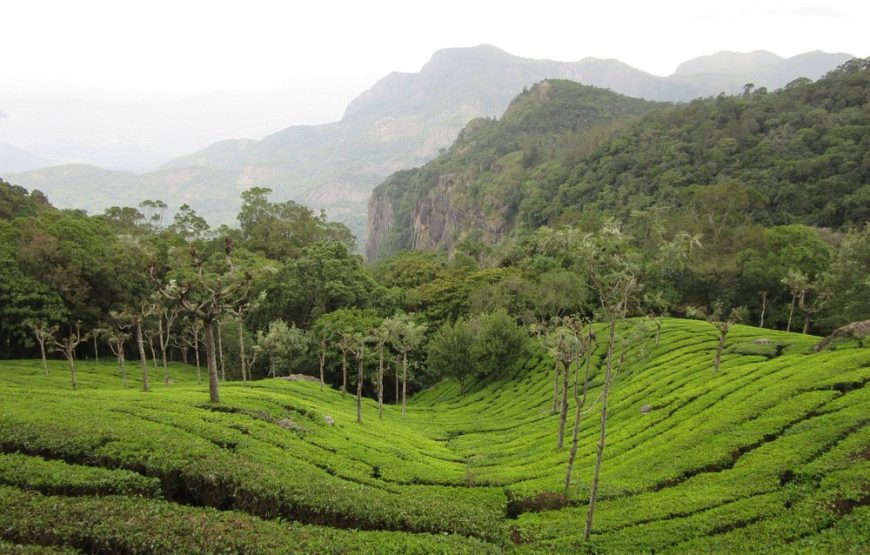 Mysore / Coorg Family Vacation