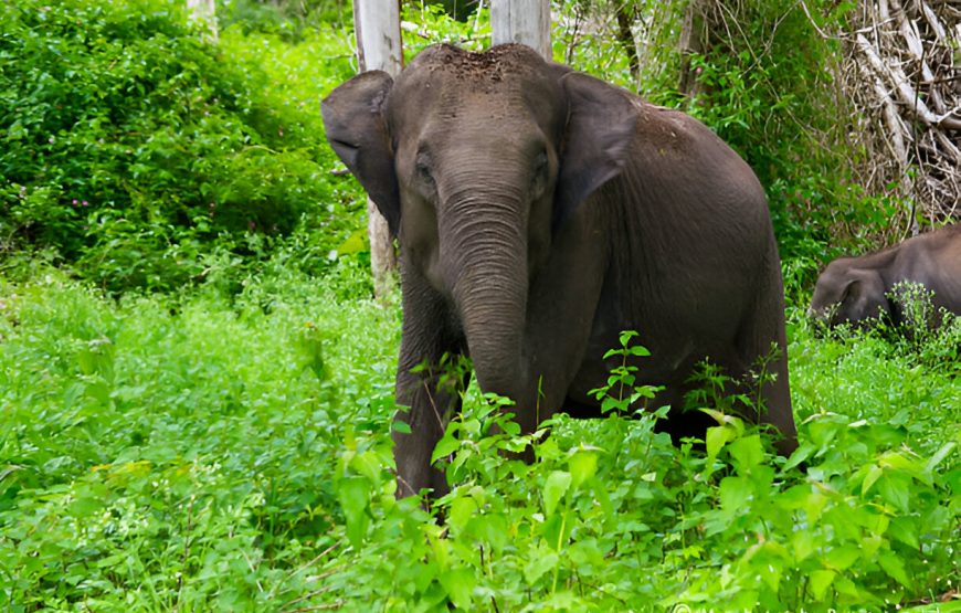 Bandipur