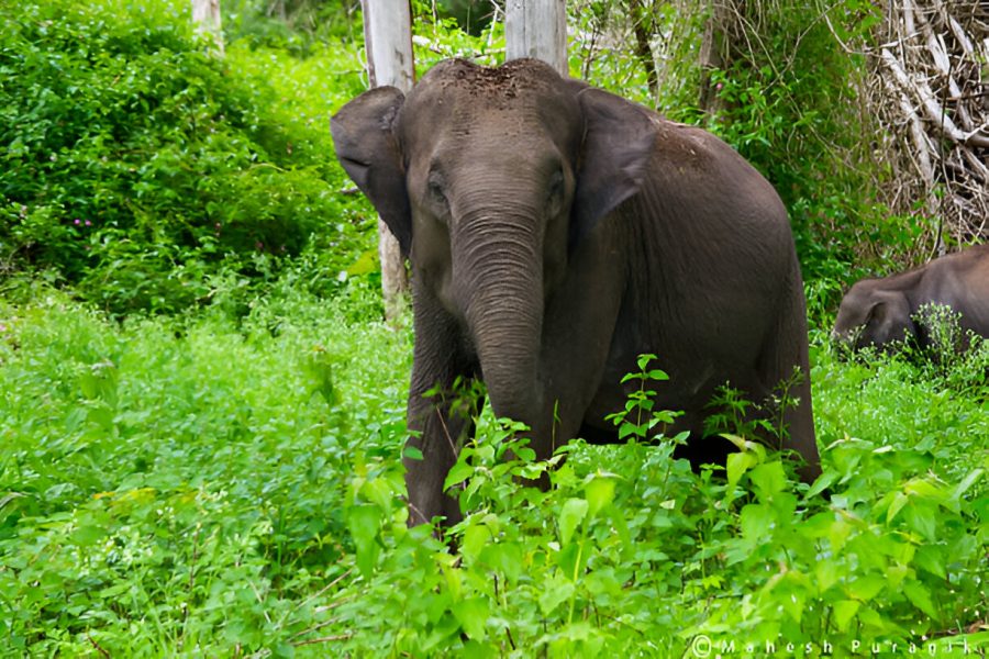 Bandipur