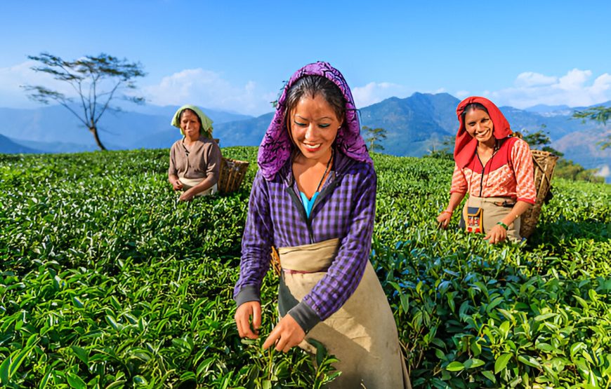 Darjeeling Honeymoon Vacation