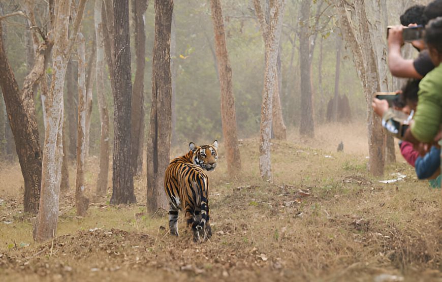 Bandipur