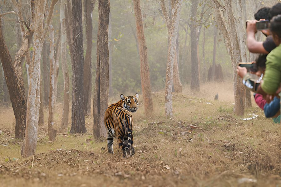 Kabini
