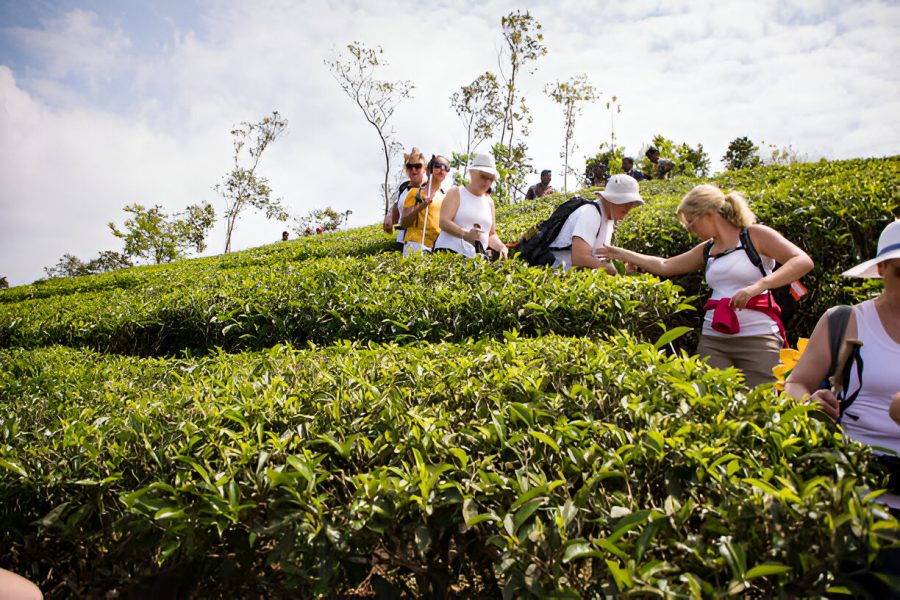 Munnar / Kovalam
