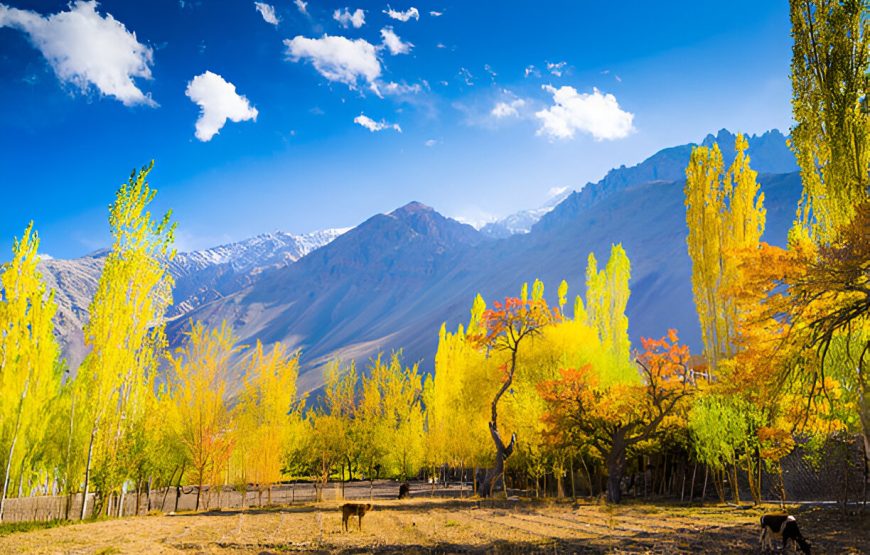 Srinagar Honeymoon vacation