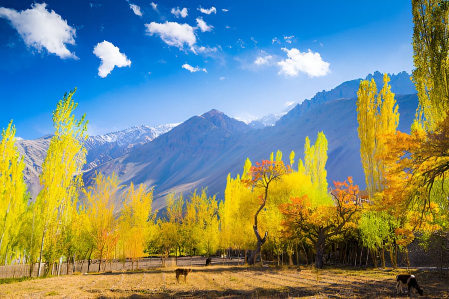 Kashmir Package