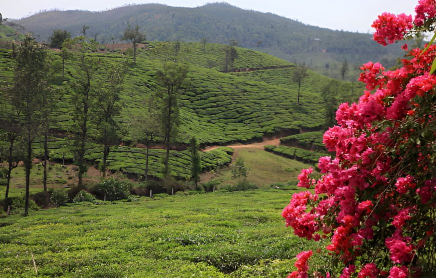 Ooty