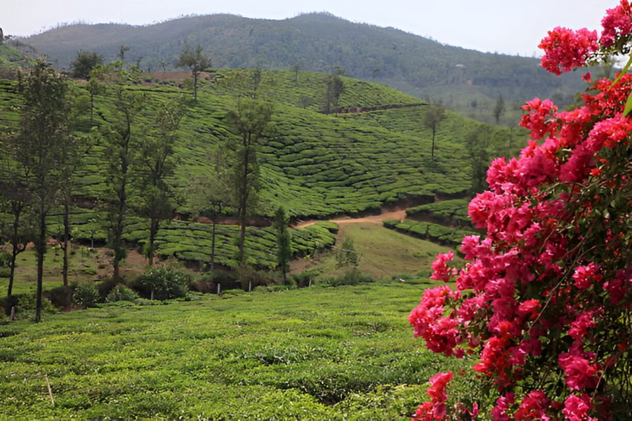 Ooty