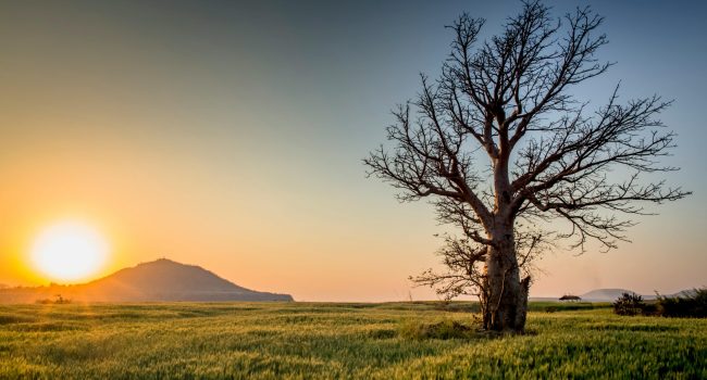 Serene sunset view of a lone tree in a lush field near Mandav, India.